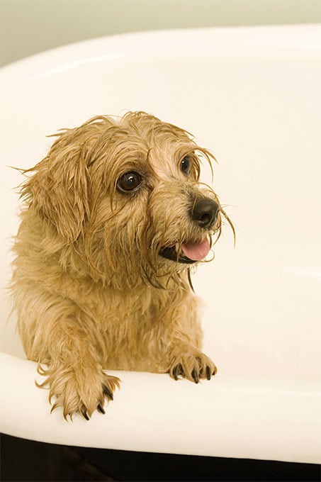 foto Perro Norfolk Terrier