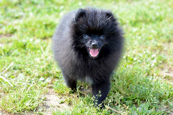 foto Perro Pomerania