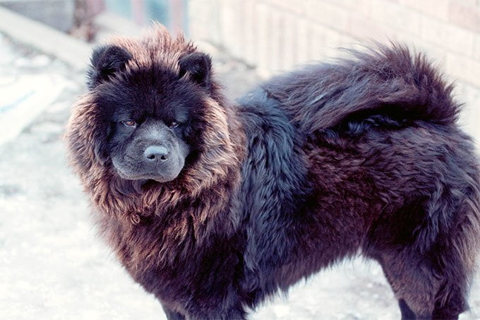 foto Chow Chow Perro