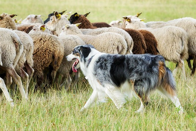 foto Perro Border Collie