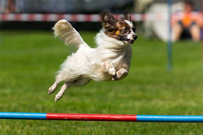 foto Perro Papillon