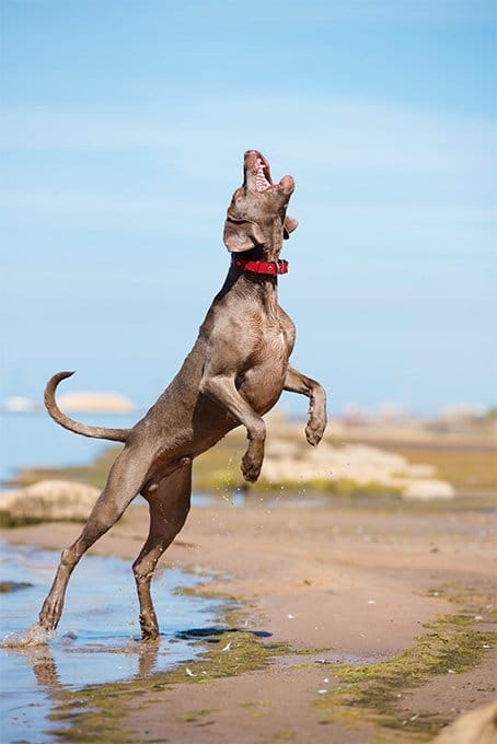 foto Perro Weimaraner