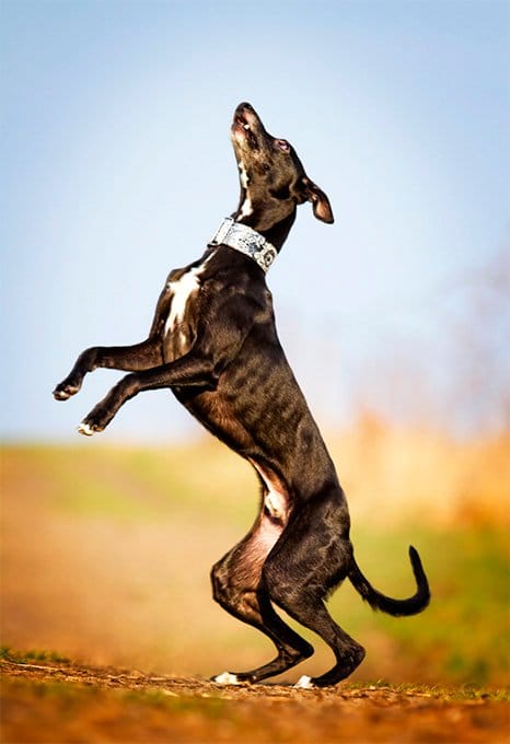 foto Información, fotos, características y datos de la raza de perro Whippet