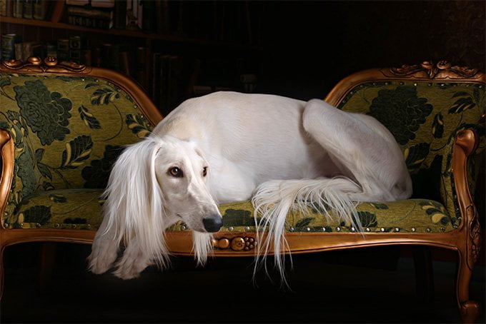foto Información sobre la raza de perro Saluki, fotos, características y hechos