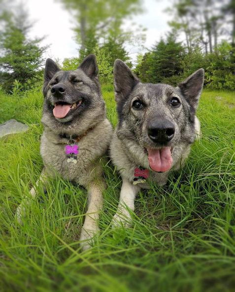 foto Perro de raza alkhound noruego