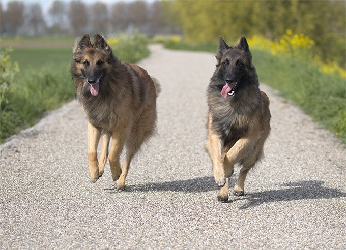 foto Perro Tervuren Belga