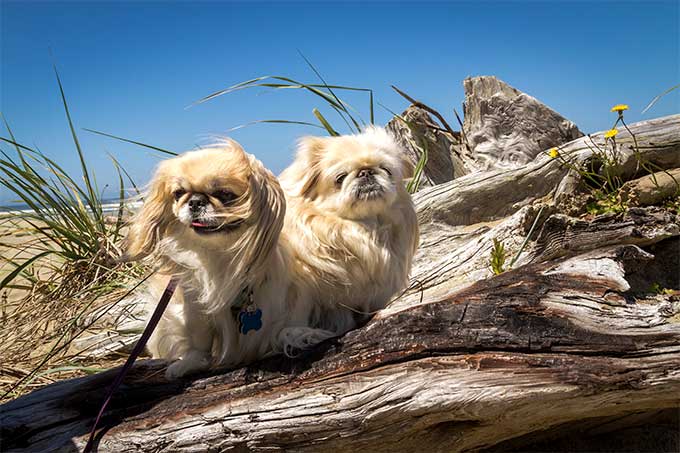 foto Perro Pekinés