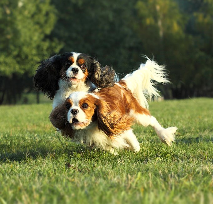 foto Perro Cavalier King Charles Spaniel