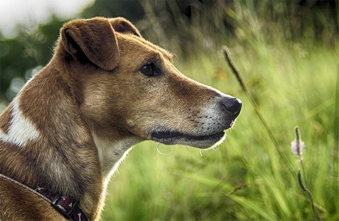 foto Perro Fox Terrier