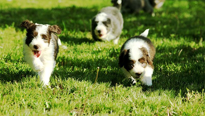foto Perro Bearded Collie