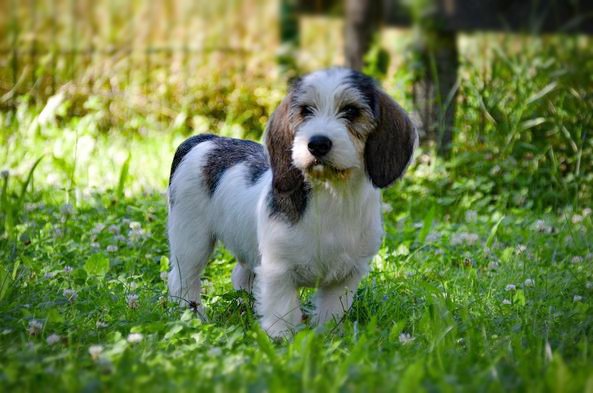 foto Perro de raza Petit Basset Griffon Vendeen