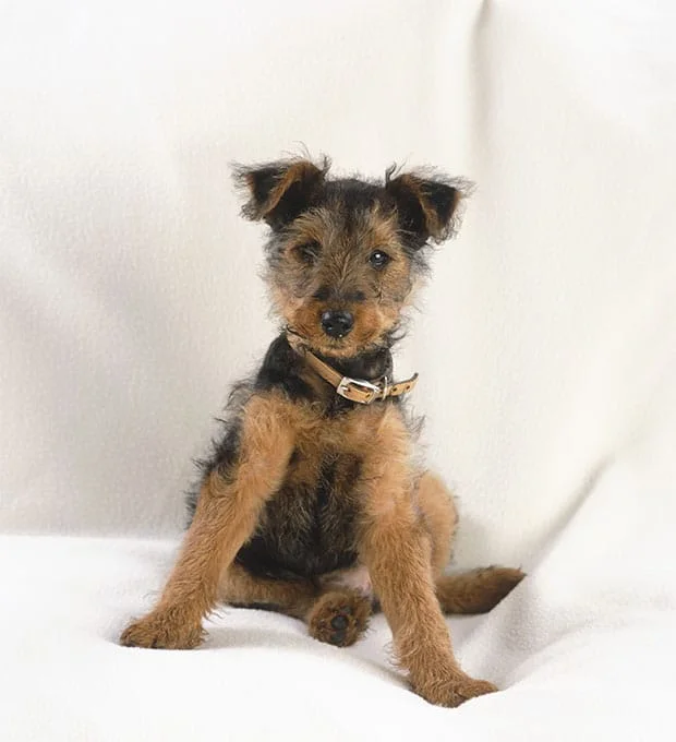 foto Perro Welsh Terrier