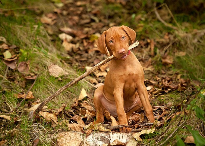 foto Perro Vizsla