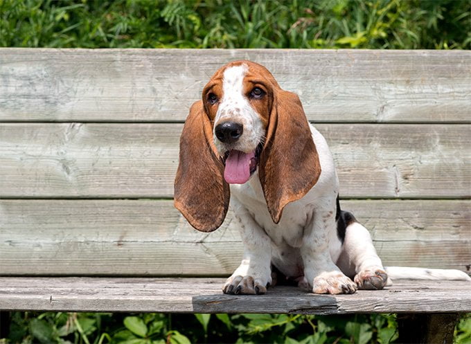 foto Perro Basset Hound