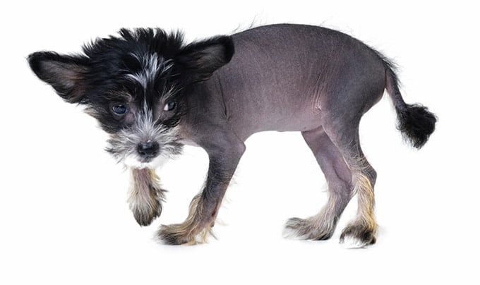 foto Perro Crestado Chino