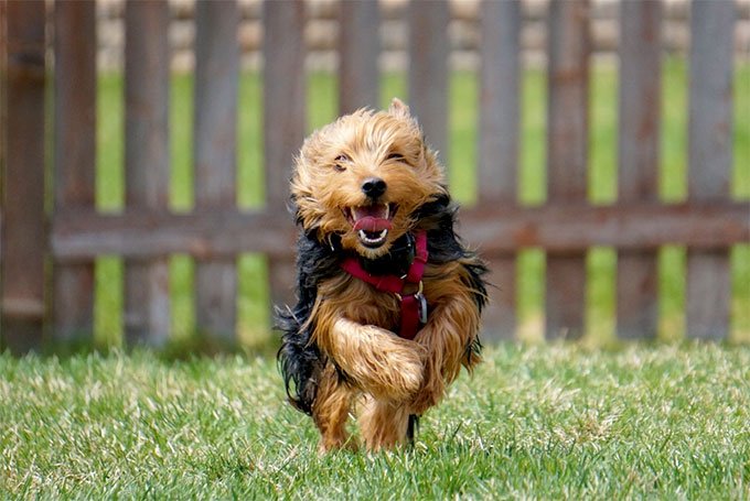 foto Perro Yorkshire Terrier
