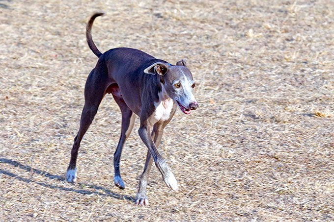 foto Perro Galgo Italiano