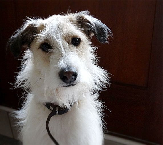 foto Perro Jack Russell Terrier