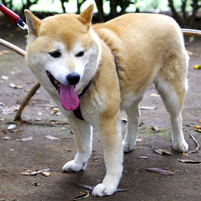 foto Perro Shiba Inu