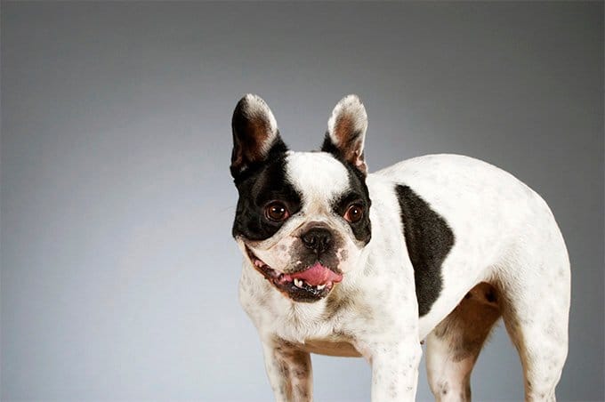 foto Perro Boston Terrier