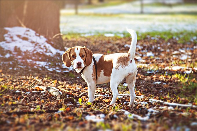 foto Perro Beagle