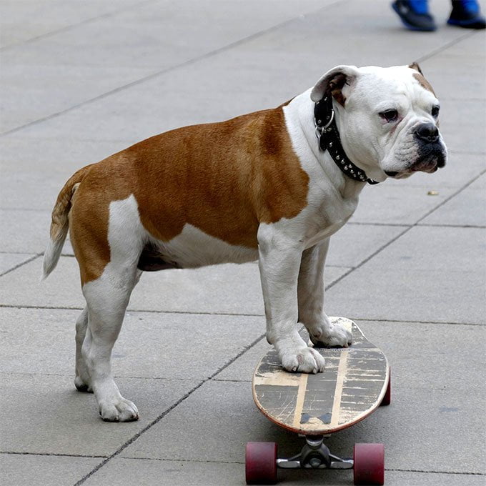 foto Perro Bulldog