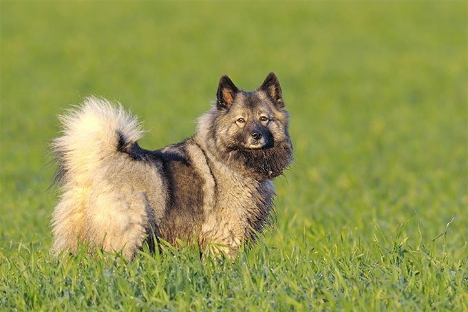 foto Perro Keeshond