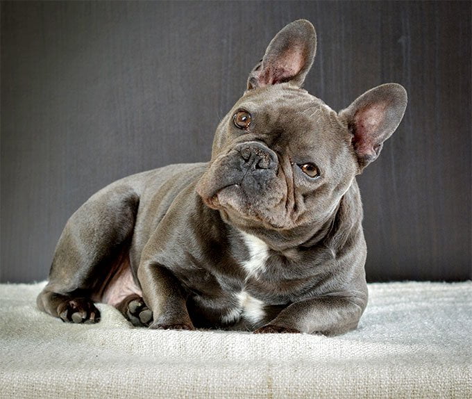 foto Perro Bulldog Francés