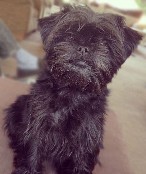 foto Perro Affenpinscher