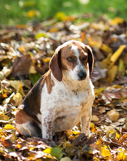 foto Perro Foxhound Americano