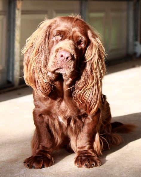 foto Perro de Sussex Spaniel