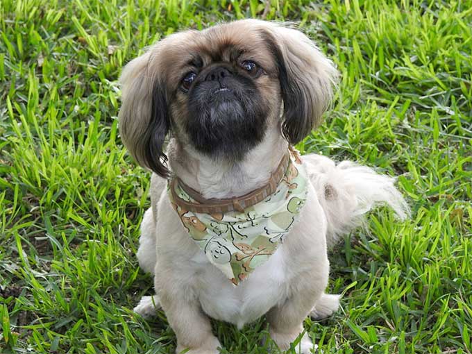 foto Perro Lhasa Apso