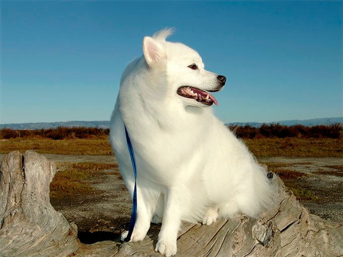 foto Perro Esquimal Americano