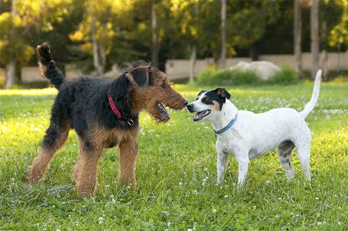 foto Perro Fox Terrier Toy