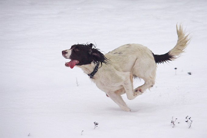 foto Perro Springer Spaniel Inglés