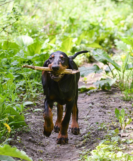 foto Perro Coonhound Negro y Fuego