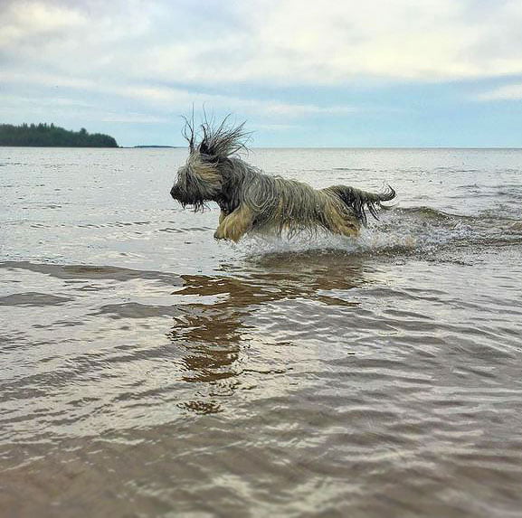 foto Perro Skye Terrier