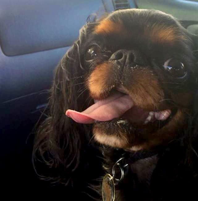 foto Perro de raza Toy Spaniel Inglés