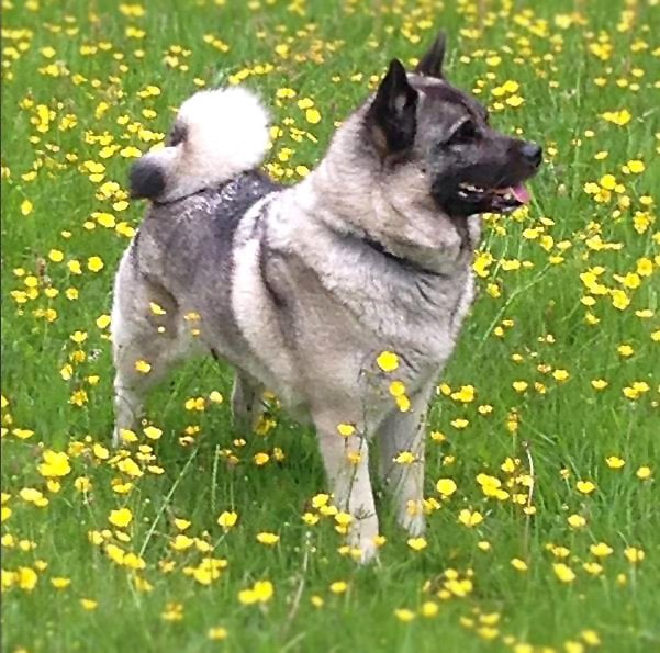 foto Perro de raza alkhound noruego