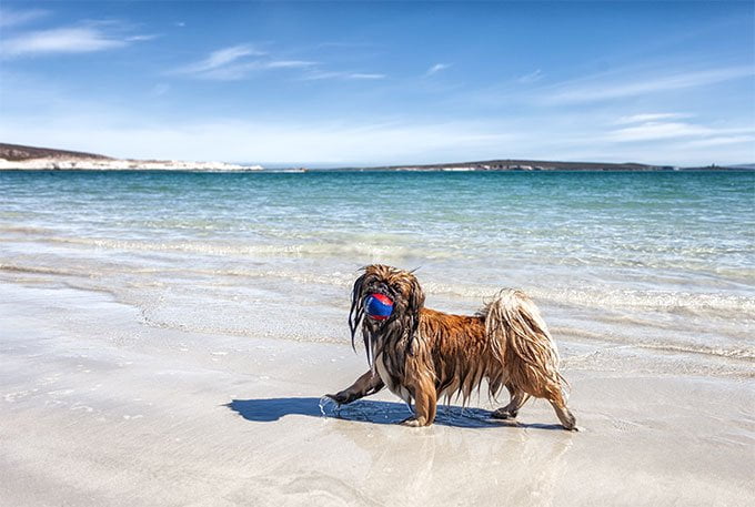 foto Perro Pekinés