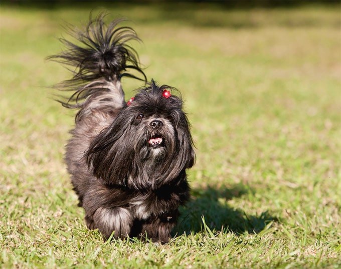 foto Perro Lhasa Apso