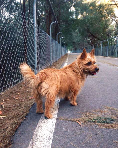 foto Perro Terrier Australiano