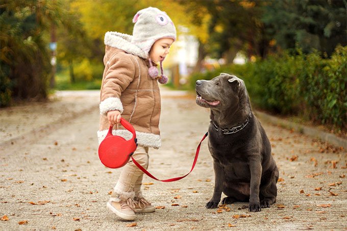 foto Perro Shar-Pei Chino