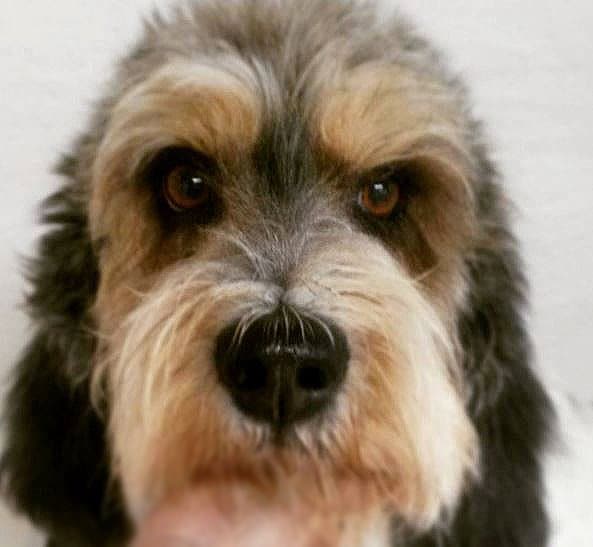 foto Perro de raza Petit Basset Griffon Vendeen