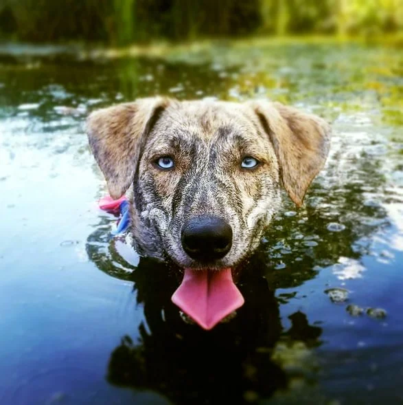foto Perro Plott