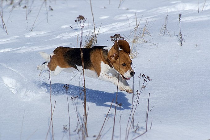 foto Perro Beagle