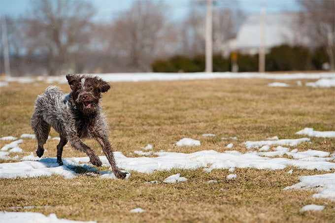 foto Perro de pelo duro (Wirehaired Pointer Griffon)