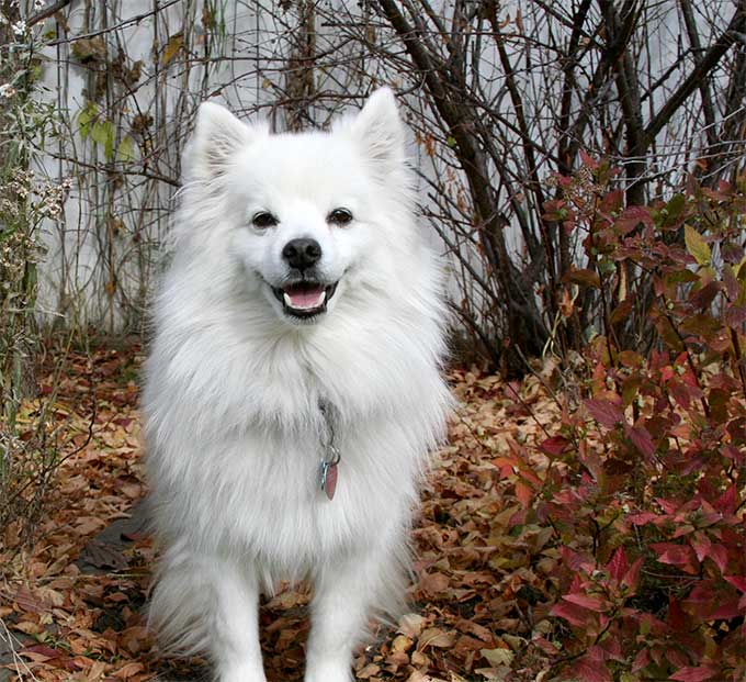 foto Perro Esquimal Americano