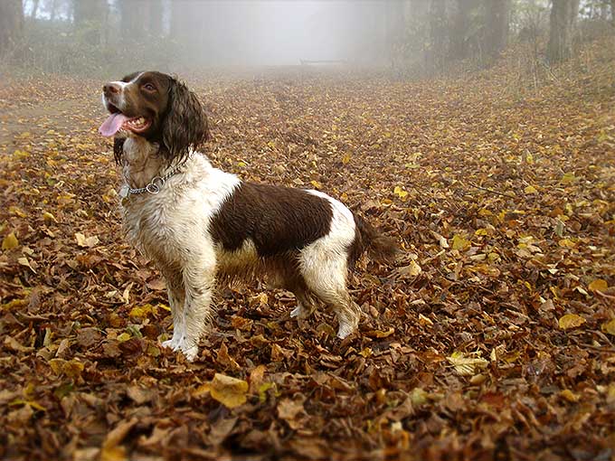 foto Perro Springer Spaniel Inglés