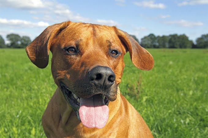foto Información, fotos, características y datos de la raza de perro Rhodesian Ridgeback